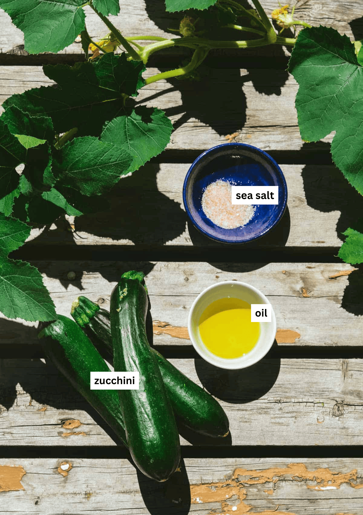 Three medium zucchini, olive oil in a bowl, sea salt in a bowl, with zucchini leaves of the plant around the ingredients.