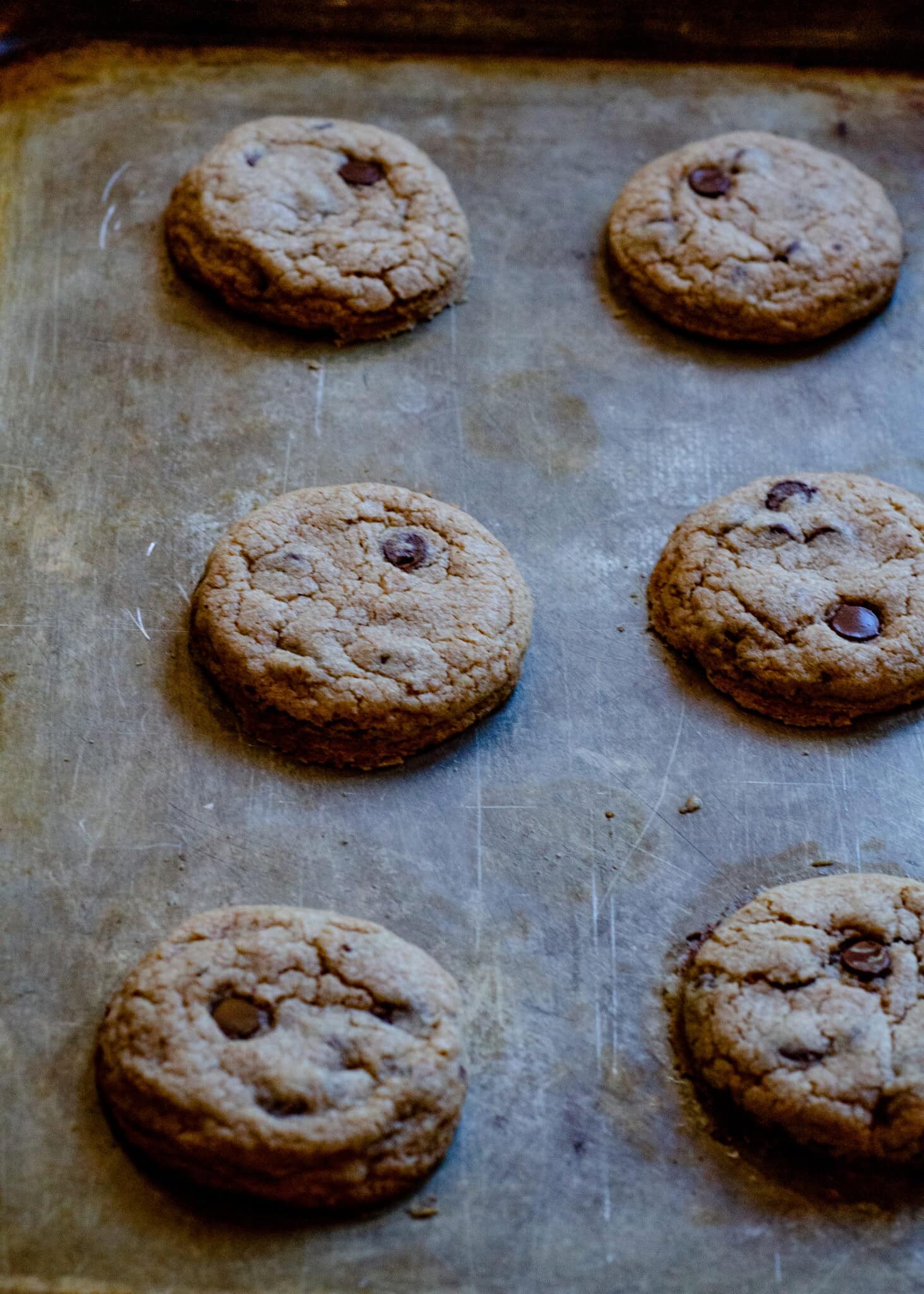 Chocolate chip cookies freshly baked and on a cookie sheet cooling.
